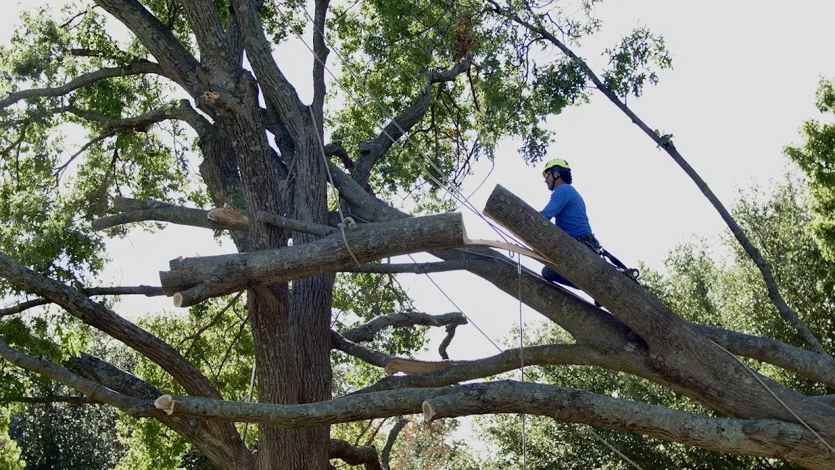 Professional Crown Thinning performed by certified arborists in North Granby