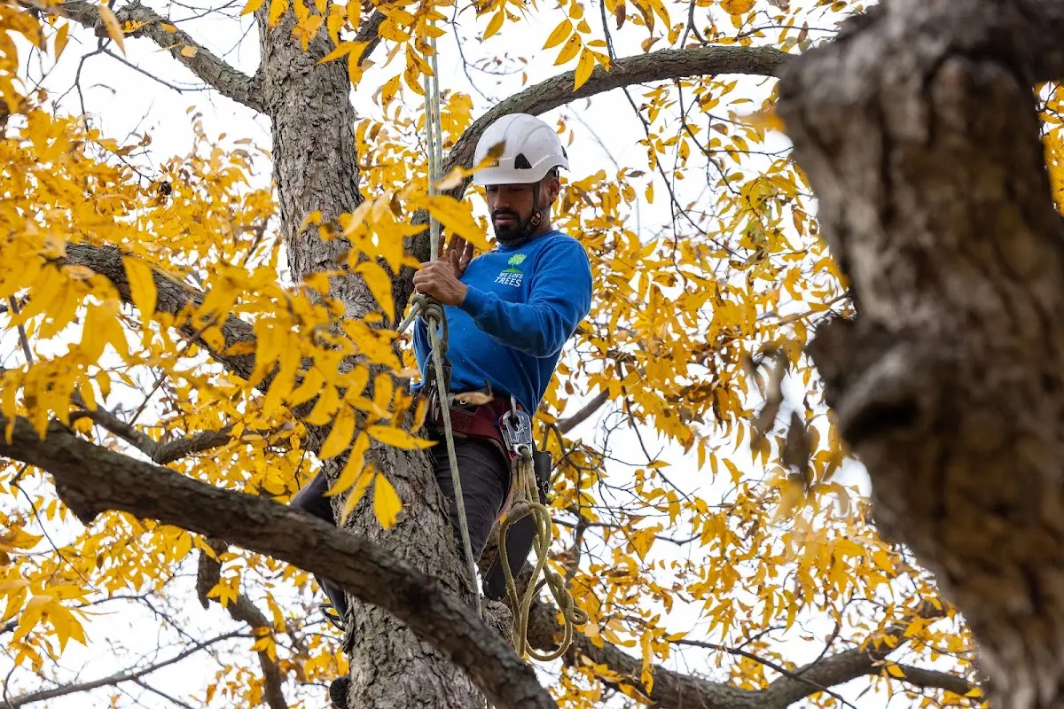Skilled Tree Pruning crew working in North Granby