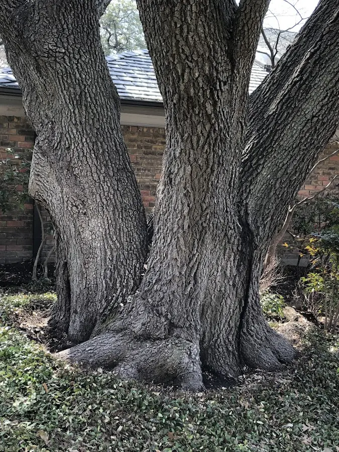 Mature heritage tree close to a North Granby property cared for by certified arborists
